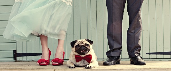 consigli per cane al matrimonio